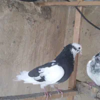 کفتر کبوتر گرفتنی بلندی