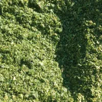 ذرت علوفه دامی کیلو ۴۵۰۰|عمده‌فروشی|هلالی, |دیوار