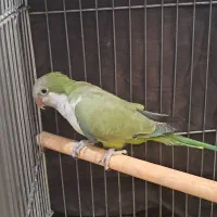 راهب سبز نر