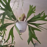گل هوازی شاخ گوزنی