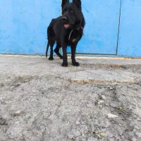 سگ ژرمن|سگ|محمدشهر, محمدشهر|دیوار