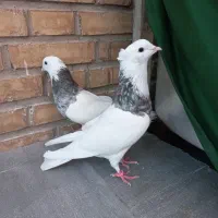 کبوتر یا کفتر