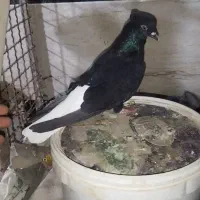 دم سفید|پرنده|حمیدیه, |دیوار