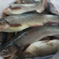 ماهی تازه. رسید