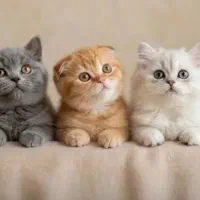 گربه های خاص با چشم های خاص