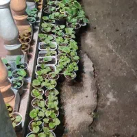 گل های سینره 5-10-هزار شمعدانی 100و150هزار|گل و گیاه طبیعی|تالش, هشتپر|دیوار