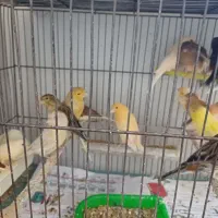 قناری  نر و ماده جفت سهره
