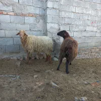 دوعددگوسفندجوان