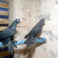 کبوتر|پرنده|میاندوآب, |دیوار