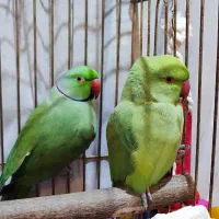 ملنگو جفت سالم و کشیده بدون پر خراب