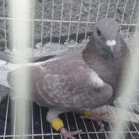 پرنده|پرنده|مشهد, درابد امام|دیوار