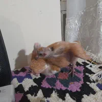 یه جفت جوجه|حیوانات مزرعه|زنجان, |دیوار