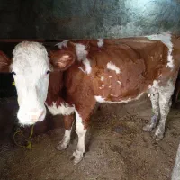 گاو سیمینتال گوشتی|حیوانات مزرعه|انزل, |دیوار