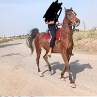 مسیراهواز شوش روستای بیت جاسم
