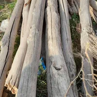 خریدهرنوع چوب|خدمات باغبانی و درختکاری|نیشابور, شهرک رسولی|دیوار