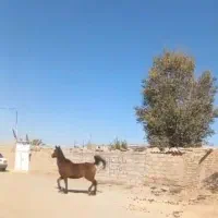 اسب