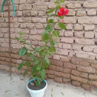 گلهای طبیعی آپارتمانی