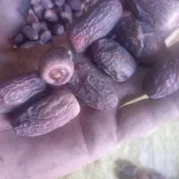 خرما (زردان) ربی)ارم|خوردنی و آشامیدنی|سیب و سوران, |دیوار