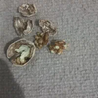 گردودرجه۱امسالی تازه بدون یک دونه کهنه ای|خوردنی و آشامیدنی|نیشابور, شهرک جانبازان|دیوار