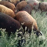 گوسفند افشار