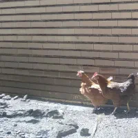 دو عدد مرغ محلی تخمگذار