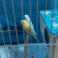 مرغ عشق|پرنده|فولادشهر, فولادشهر|دیوار