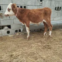 سیمنتال نر دورگ گوساله