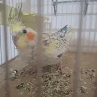 عروس هلندی گل باقالی