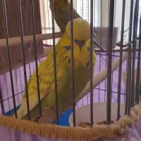 یک جفت مرغ عشق هلندی