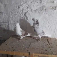 کبوتر پرشی|پرنده|کرج, کلاک پایین|دیوار
