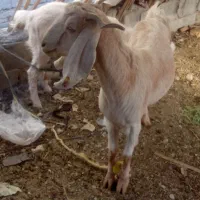 سه عددگوسفندفروشی