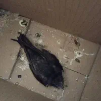 پرنده