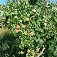 گلابی اسپادانا درشت و ابدار و بسیار بادوام (کلات)|خوردنی و آشامیدنی|مشهد, سیلو|دیوار