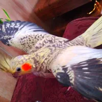 چیکو|پرنده|بروجرد, |دیوار