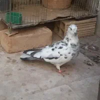 کبوتر|پرنده|قم, باجک دو|دیوار