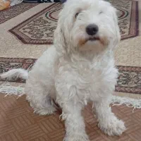 سگ پاکوتاه سفید|سگ|قم, نیروگاه|دیوار