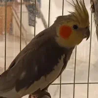 عروس هلندی|پرنده|شاهین‌شهر, فدک|دیوار