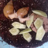حلزون تخم گذار