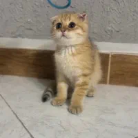 گربه اسکاتیش گلد صورت خرسی