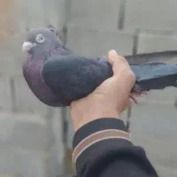 کبو تر سیا زاغ