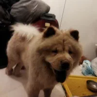 سگ چاوچاو