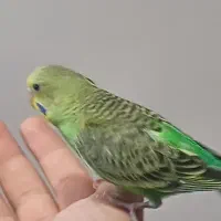 مرغ عشق دستی خانگی و رام اصلا گازنمیگیره