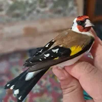 سهره پاییزه|پرنده|رشت, یخسازی|دیوار