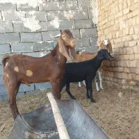 بزوبزغاله