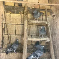 پلاکی کاردرست به شرط|پرنده|اصفهان, عطار نیشابوری|دیوار