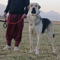 آماده ای جفت گیری رایگان سگ پژدر