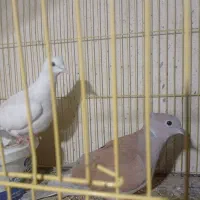 یک جفت کبوتر محلی|پرنده|میناب, |دیوار