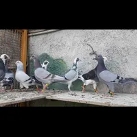 تعدادی کفتر|پرنده|گناباد, |دیوار
