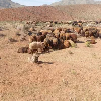 سگ گله به شرط