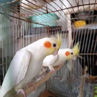 عروس هلندی سالم سالم